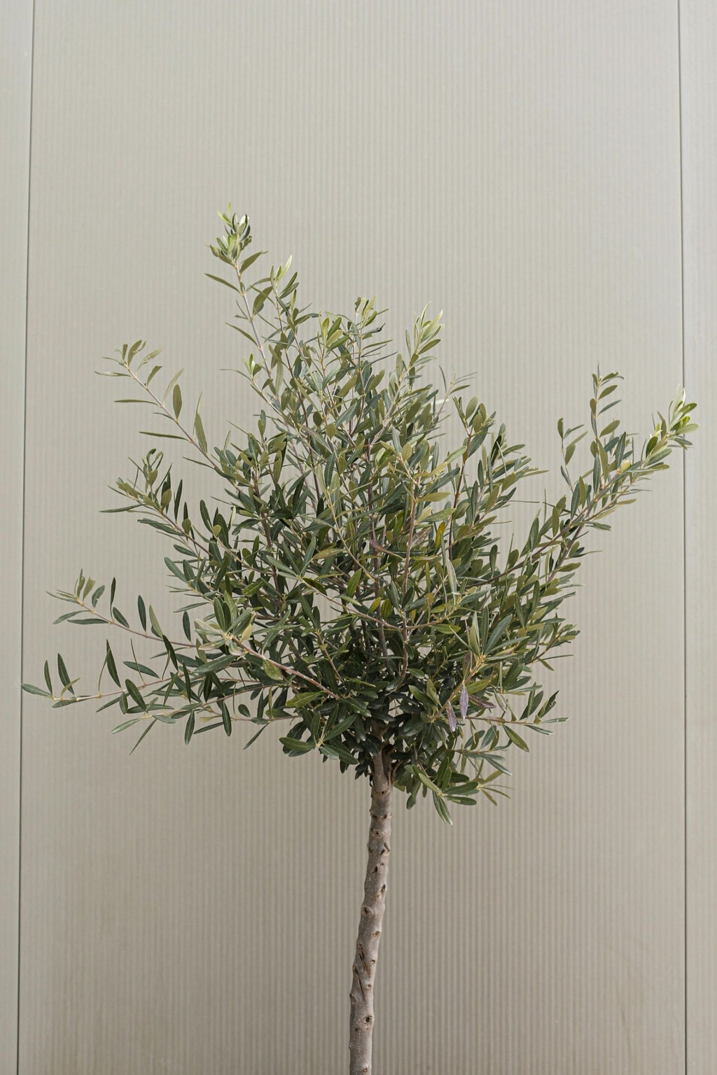 Lot De 2 Oliviers Sur Tige Avec Panier – Plante D’Extérieur