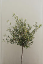 Lot De 2 Oliviers Sur Tige Avec Panier – Plante D’Extérieur