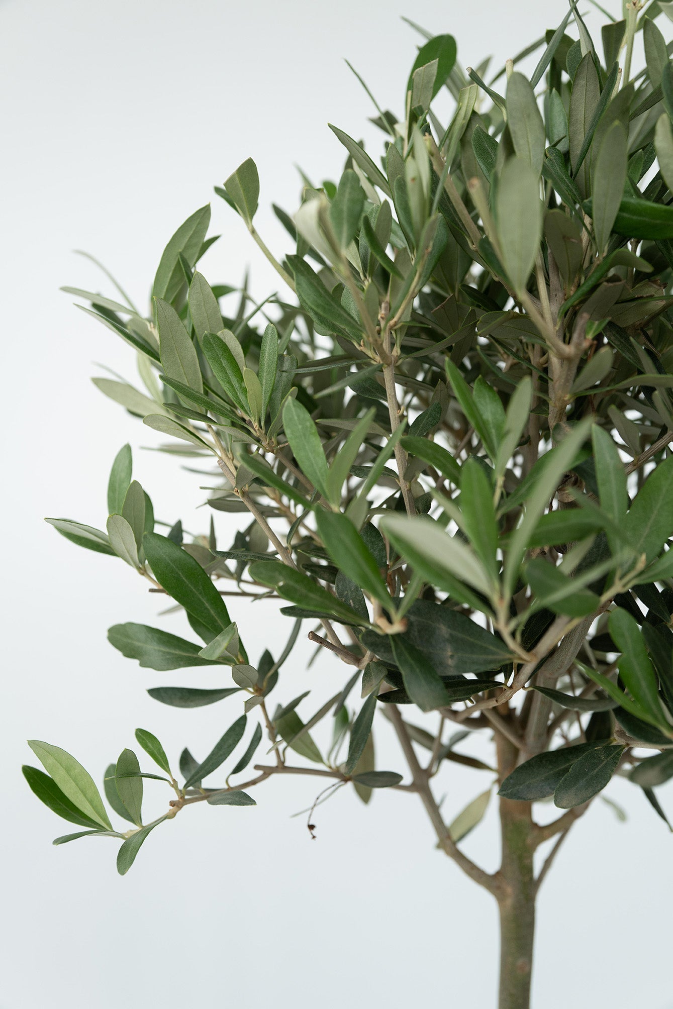Lot De 2 Oliviers Sur Tige Avec Panier – Plante D’Extérieur