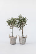 Lot De 2 Oliviers Sur Tige Avec Panier – Plante D’Extérieur