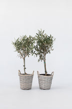 Lot De 2 Oliviers Sur Tige Avec Panier – Plante D’Extérieur