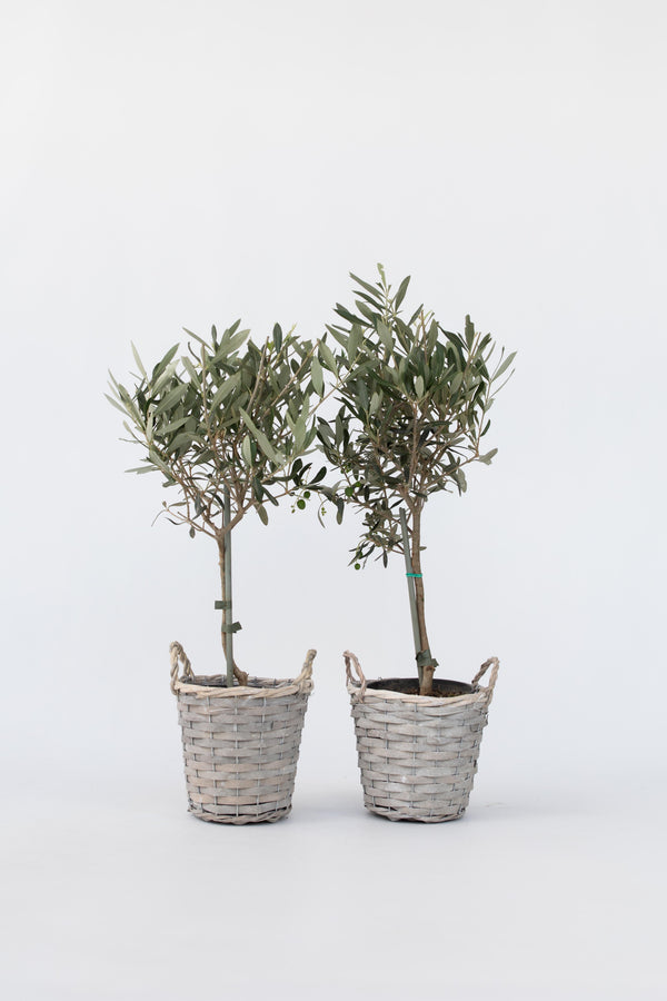 Lot De 2 Oliviers Sur Tige Avec Panier – Plante D’Extérieur