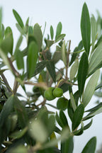 Lot De 2 Oliviers Sur Tige Avec Panier – Plante D’Extérieur