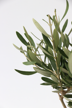 Lot De 2 Oliviers Sur Tige Avec Panier – Plante D’Extérieur