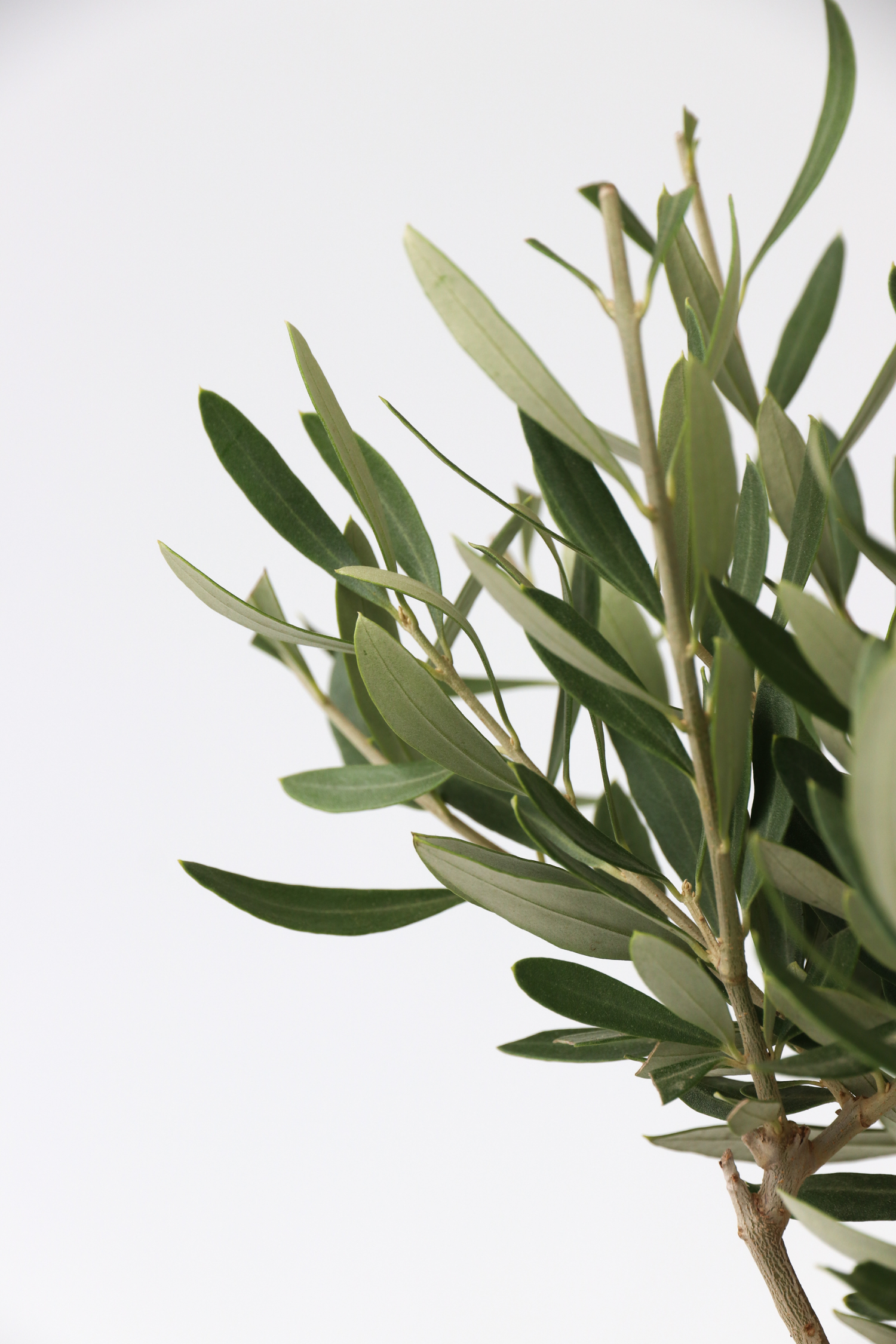 Lot De 2 Oliviers Sur Tige Avec Panier – Plante D’Extérieur