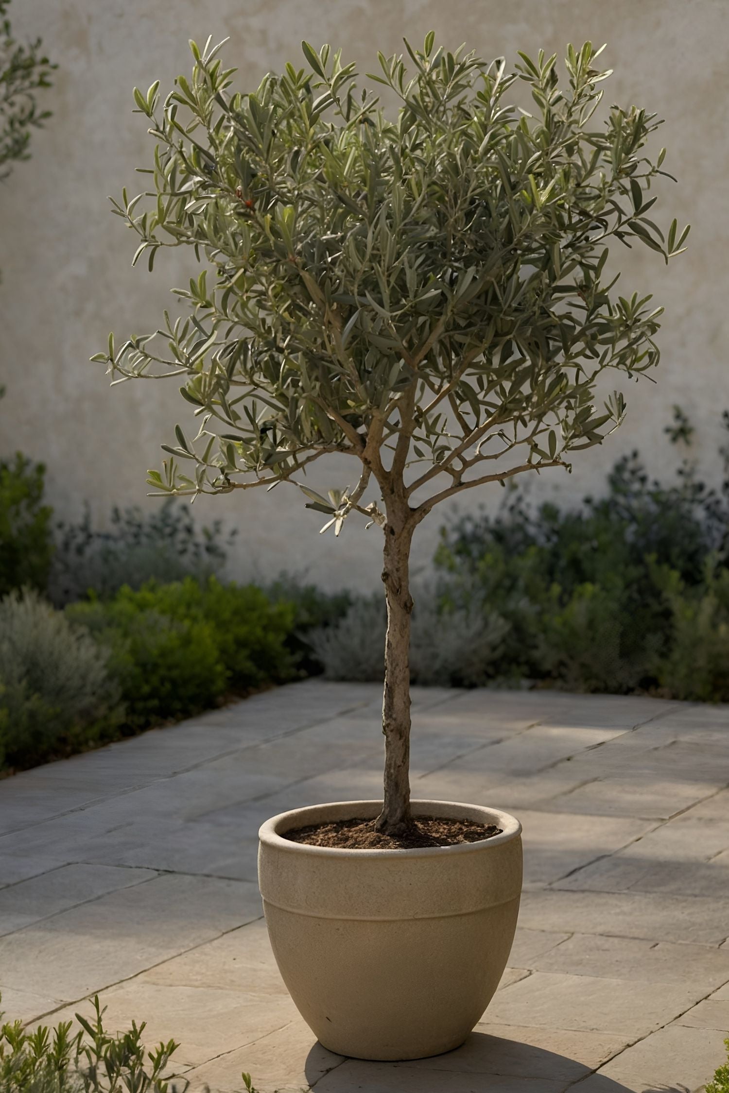 Lot De 2 Oliviers Sur Tige – Plante D’Extérieur