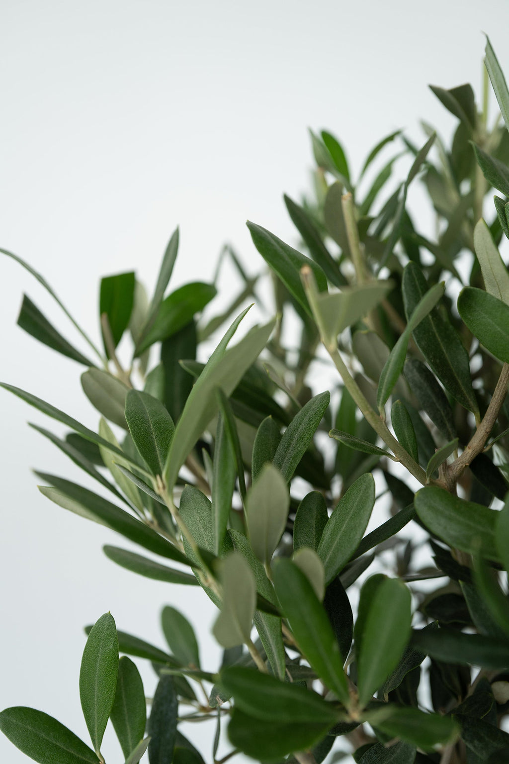 Lot De 2 Oliviers Sur Tige – Plante D’Extérieur