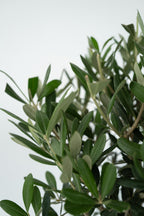Lot De 2 Oliviers Sur Tige – Plante D’Extérieur