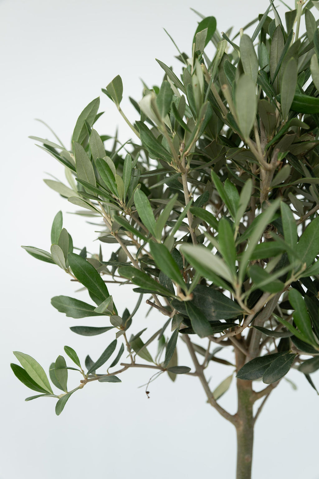 Lot De 2 Oliviers Sur Tige – Plante D’Extérieur