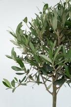 Lot De 2 Oliviers Sur Tige – Plante D’Extérieur