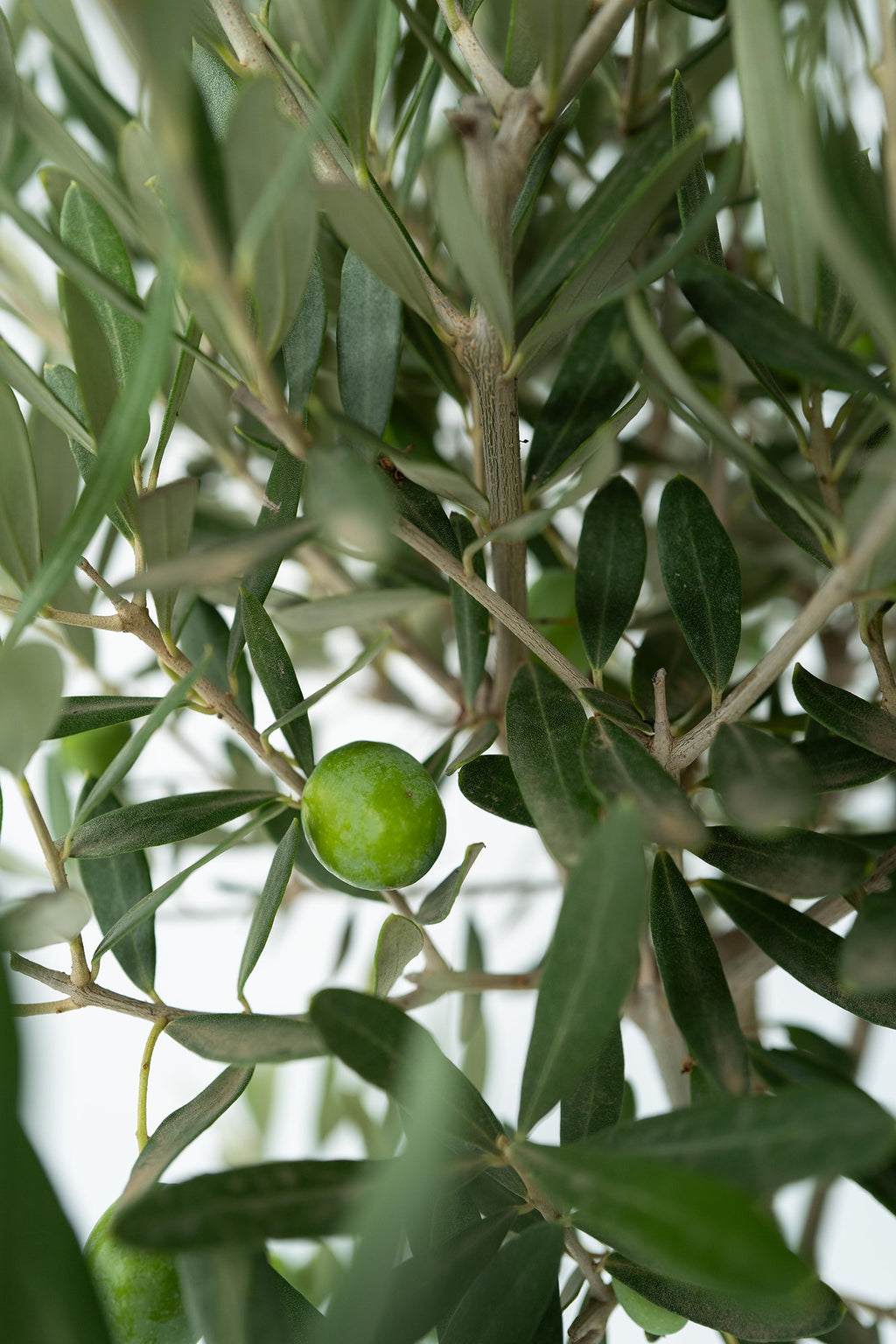 Lot De 2 Oliviers Sur Tige – Plante D’Extérieur