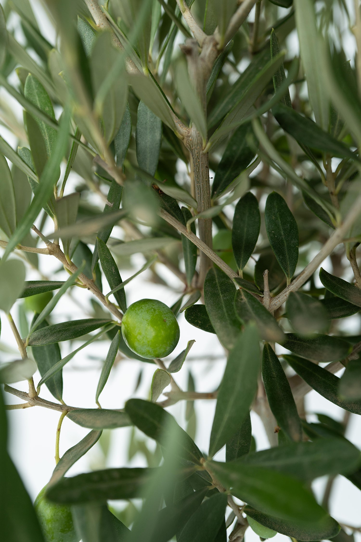 Lot De 2 Oliviers Sur Tige – Plante D’Extérieur