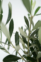 Lot De 2 Oliviers Sur Tige – Plante D’Extérieur