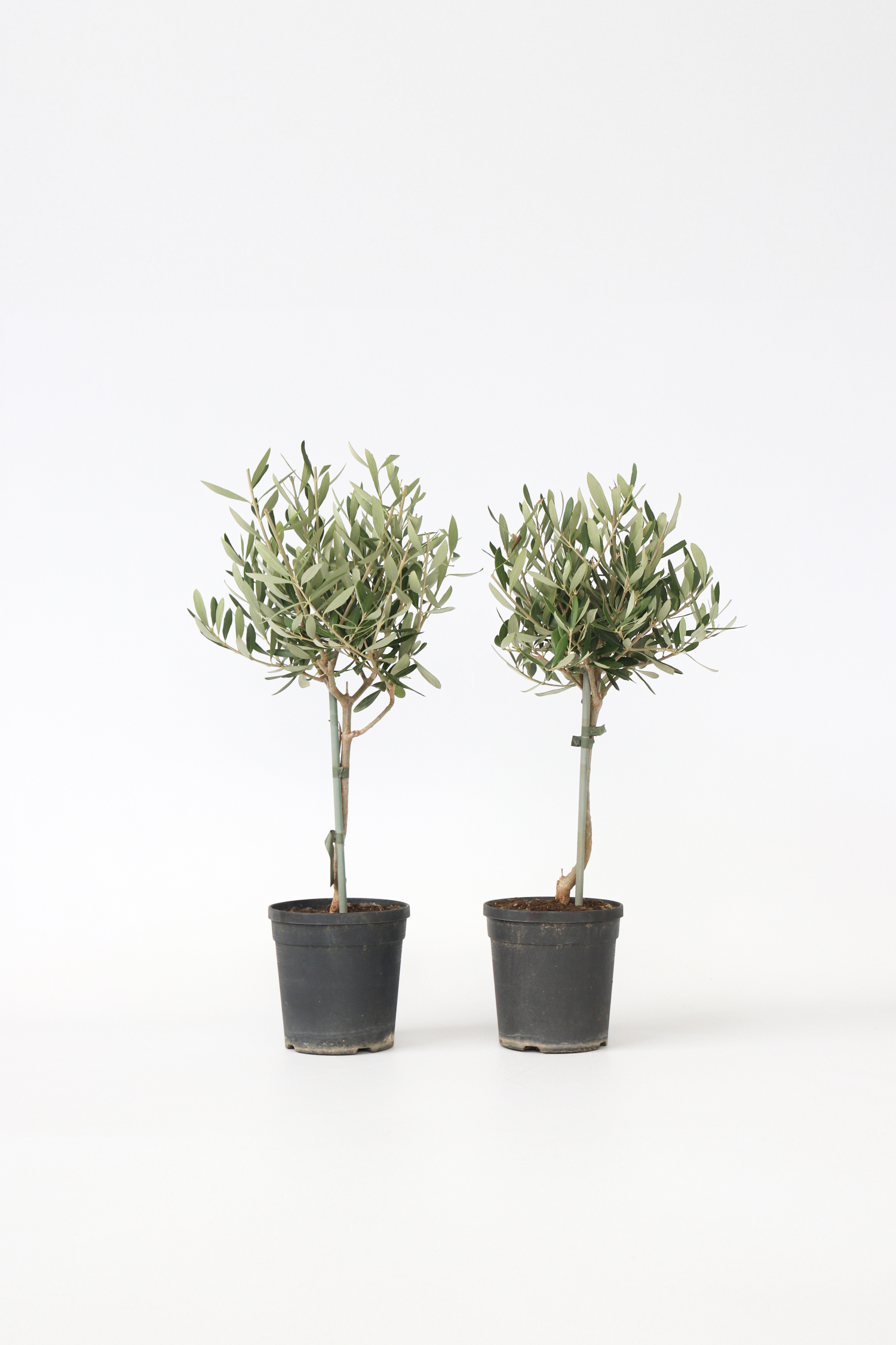 Lot De 2 Oliviers Sur Tige – Plante D’Extérieur