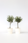 Lot De 2 Oliviers Sur Tige – Plante D’Extérieur
