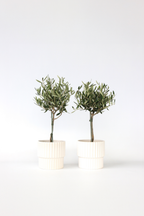 Lot De 2 Oliviers Sur Tige – Plante D’Extérieur