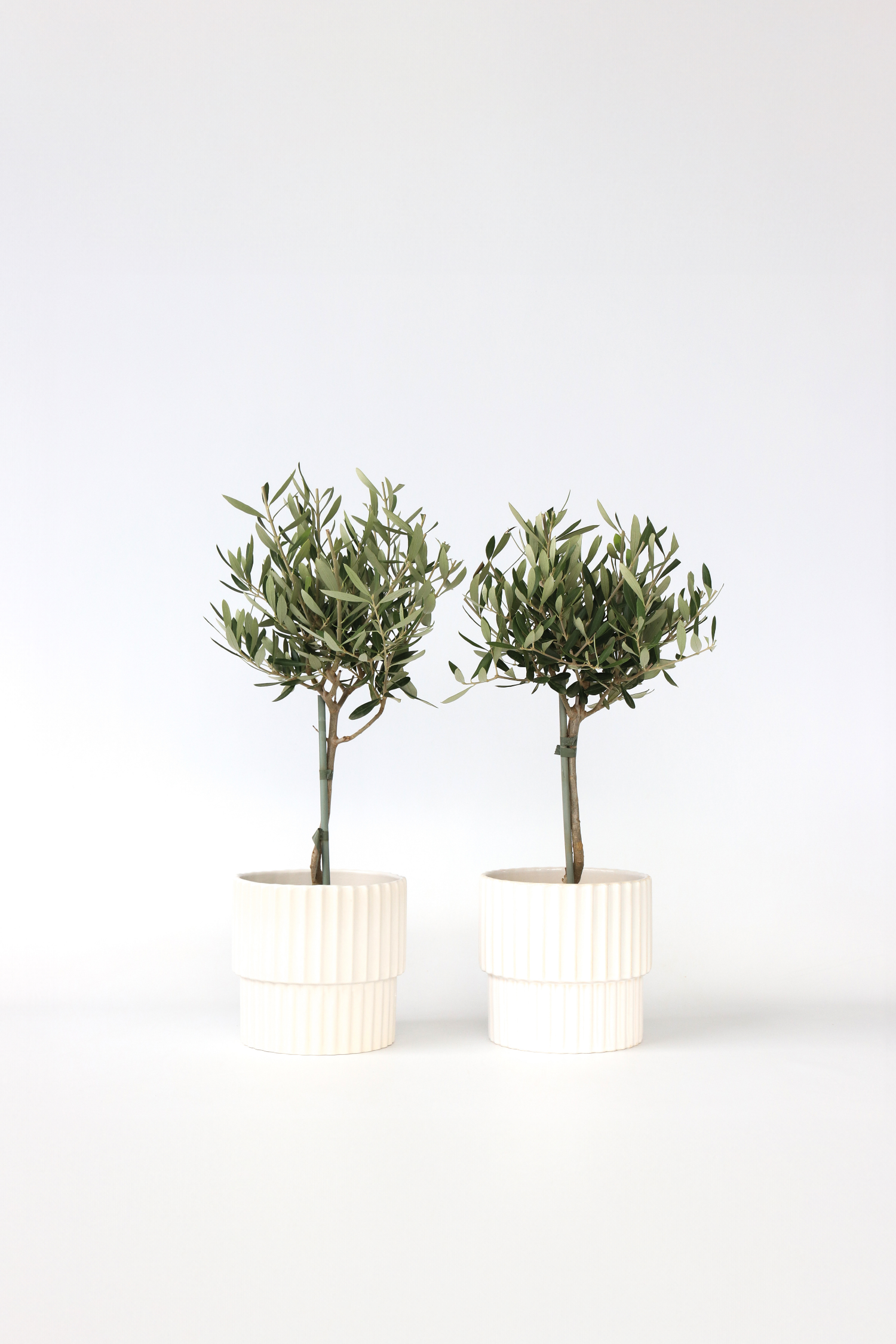Lot De 2 Oliviers Sur Tige – Plante D’Extérieur