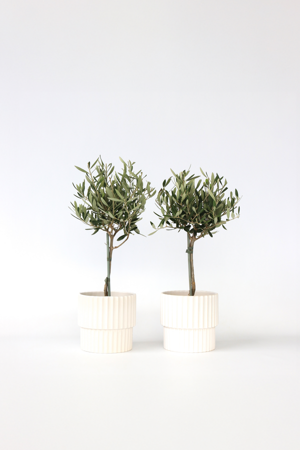 Lot De 2 Oliviers Sur Tige – Plante D’Extérieur