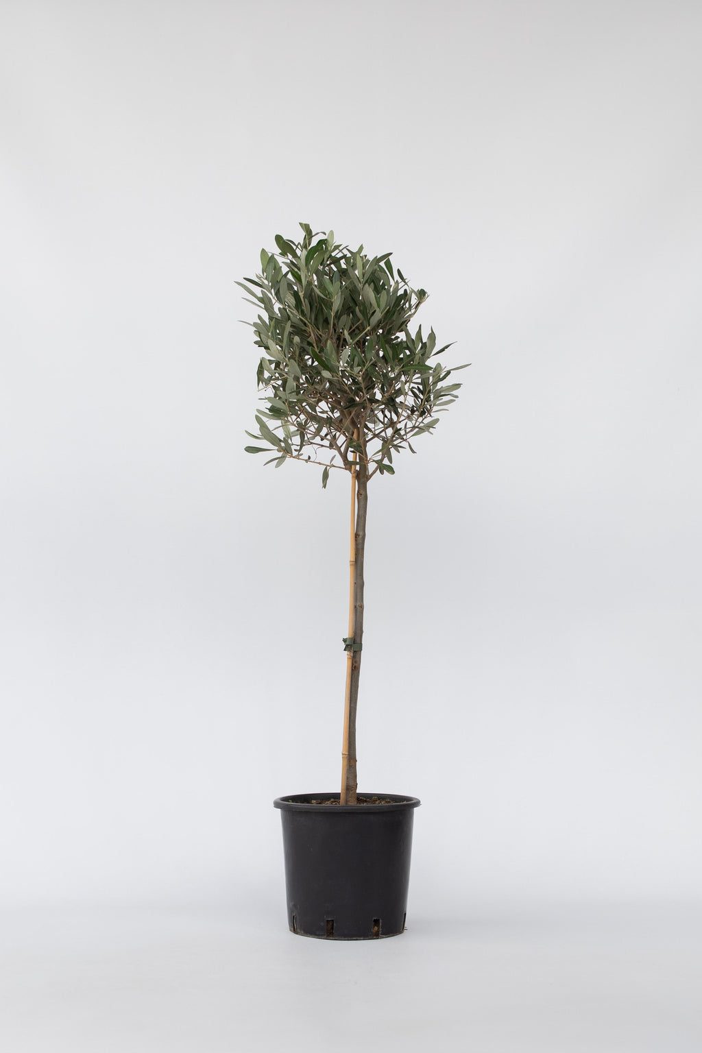 Olivier Xl ‘Olea Europaea’ Sur Tige – Plante D’Extérieur