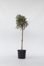 Olivier Xl ‘Olea Europaea’ Sur Tige – Plante D’Extérieur