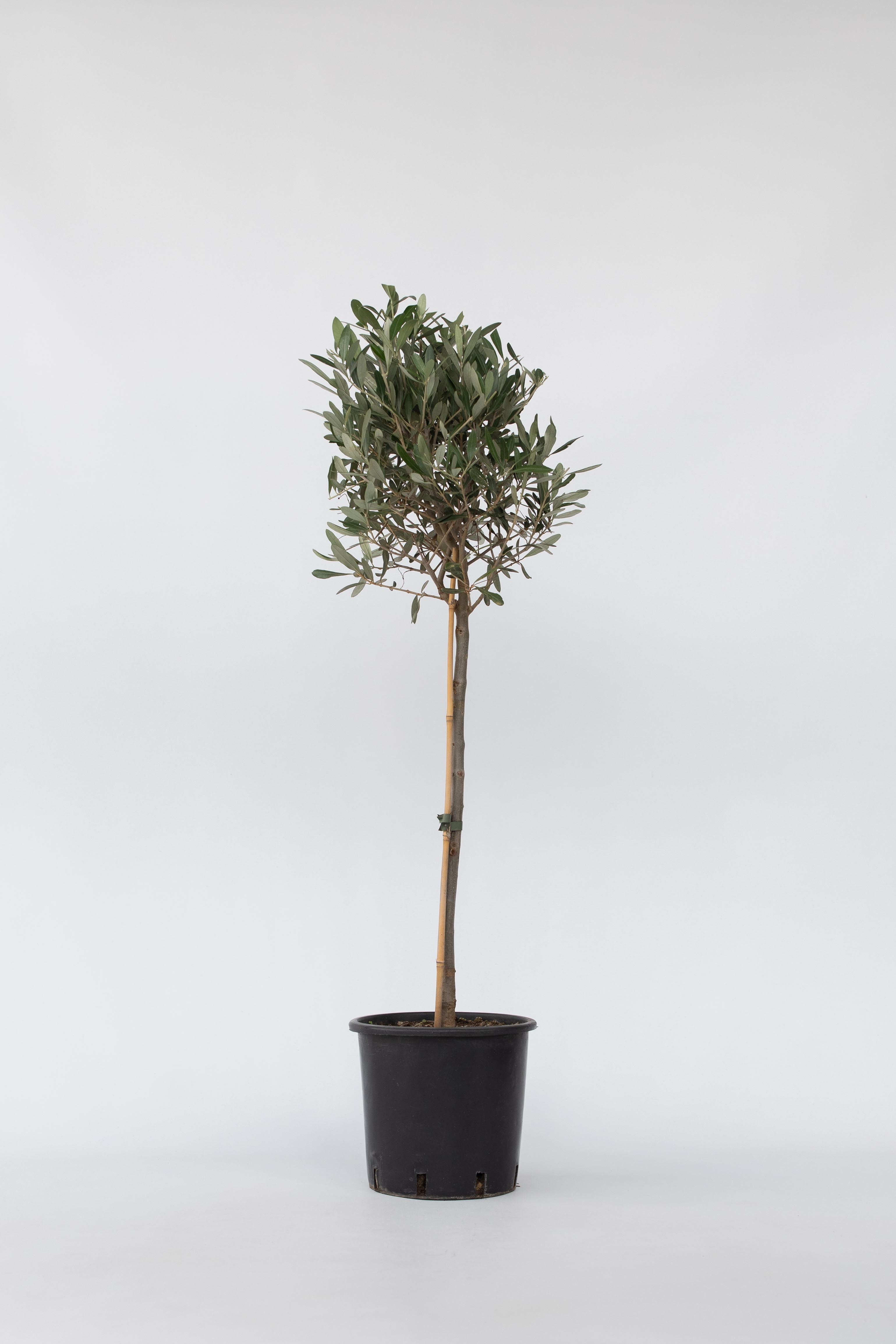 Olivier Xl ‘Olea Europaea’ Sur Tige – Plante D’Extérieur