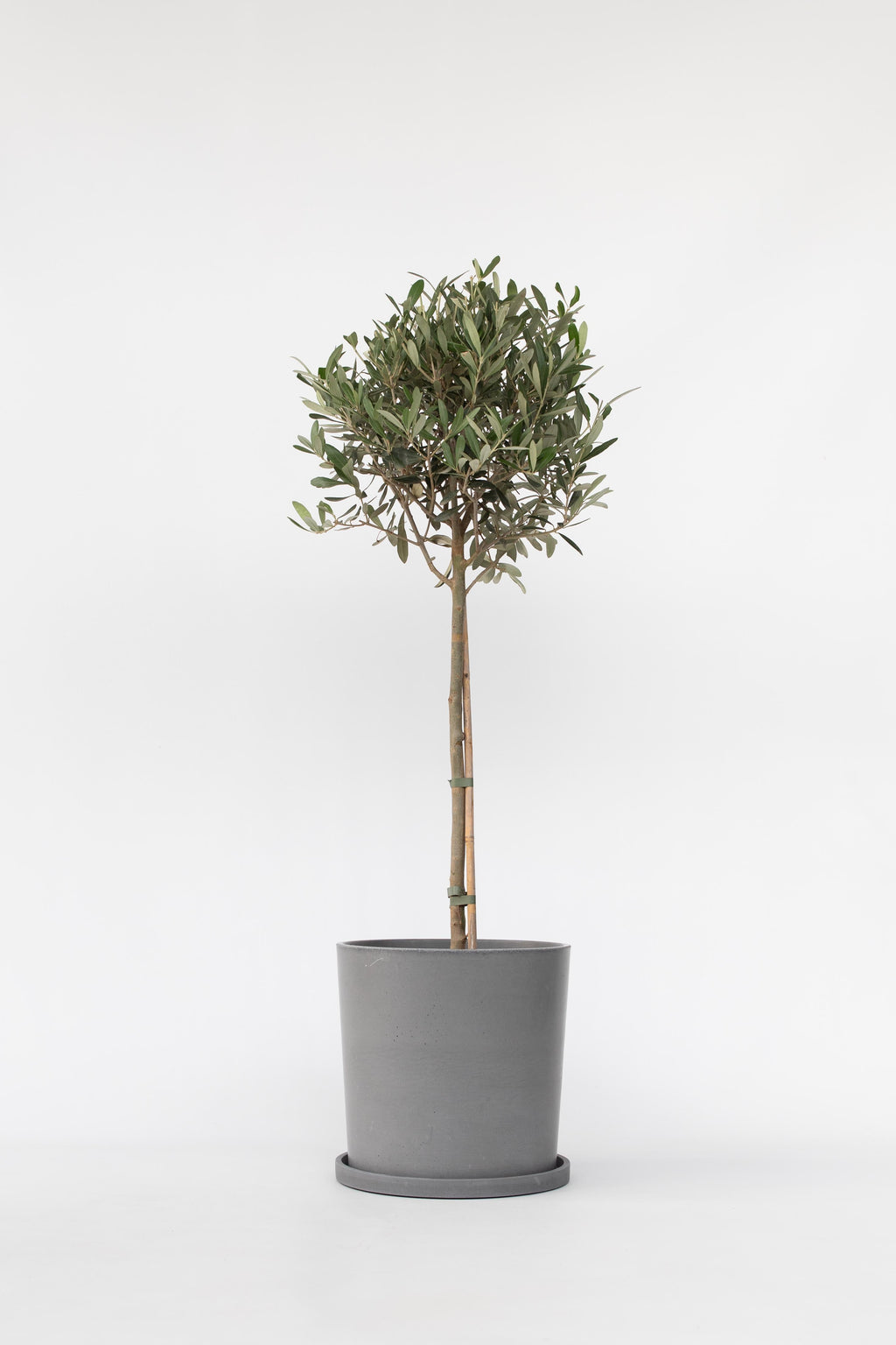 Olivier Xl ‘Olea Europaea’ Sur Tige – Plante D’Extérieur