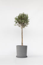 Olivier Xl ‘Olea Europaea’ Sur Tige – Plante D’Extérieur