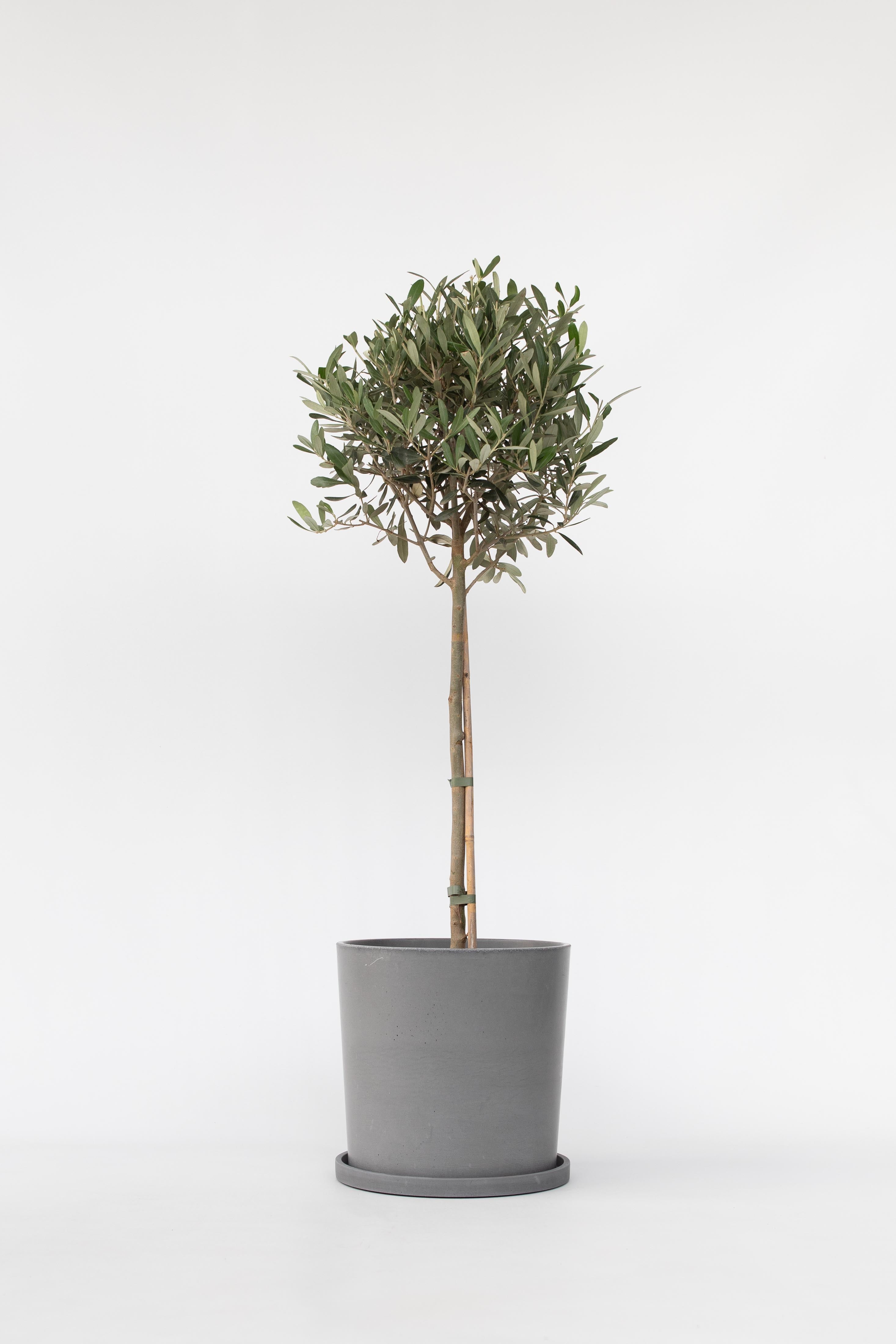 Olivier Xl ‘Olea Europaea’ Sur Tige – Plante D’Extérieur