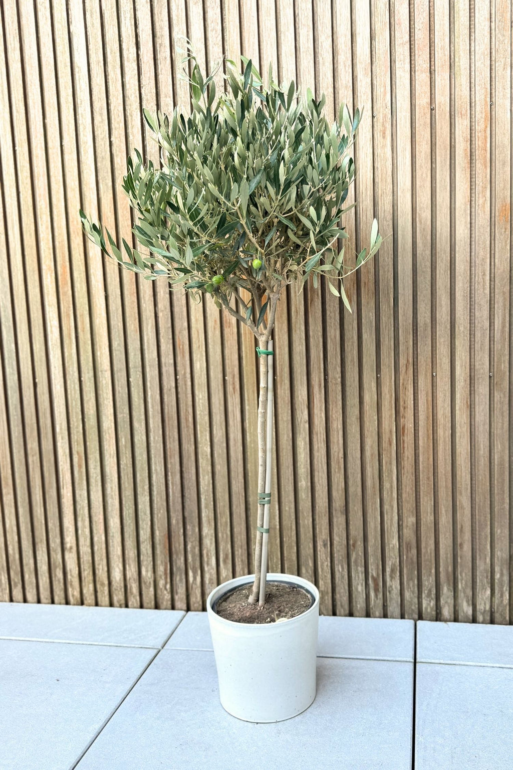 Olivier Xl ‘Olea Europaea’ Sur Tige – Plante D’Extérieur
