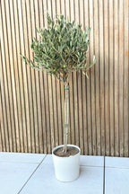 Olivier Xl ‘Olea Europaea’ Sur Tige – Plante D’Extérieur