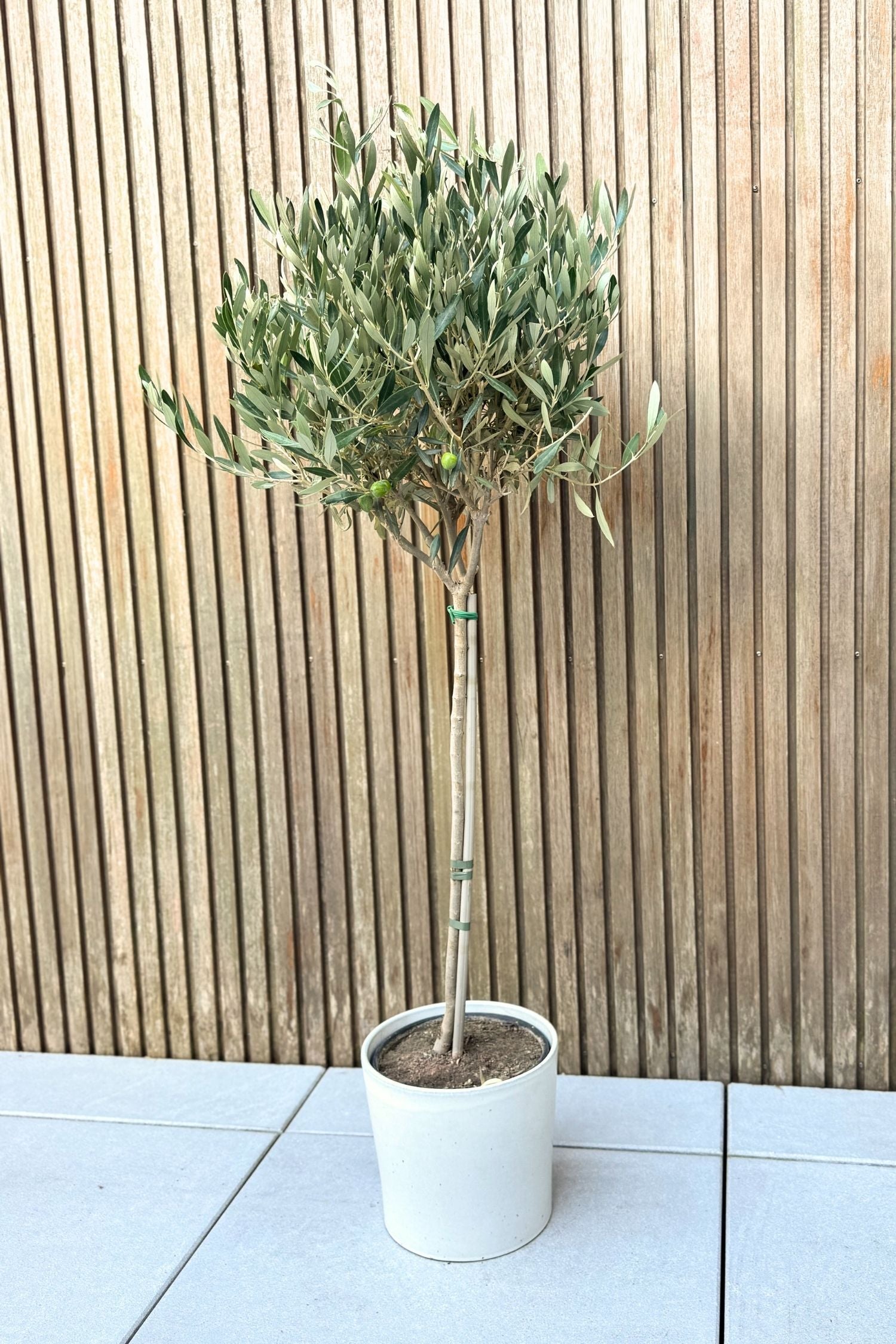 Olivier Xl ‘Olea Europaea’ Sur Tige – Plante D’Extérieur