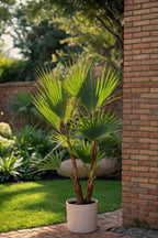 Mélange De 3 Palmiers D’Extérieur – Plante D’Extérieur