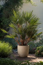 Mélange De 3 Palmiers D’Extérieur – Plante D’Extérieur