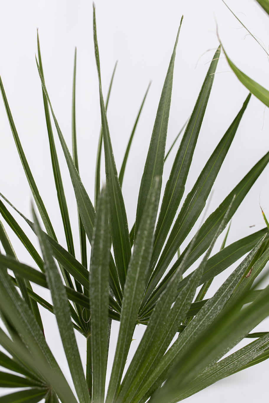 Mélange De 3 Palmiers D’Extérieur – Plante D’Extérieur