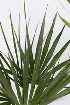 Mélange De 3 Palmiers D’Extérieur – Plante D’Extérieur