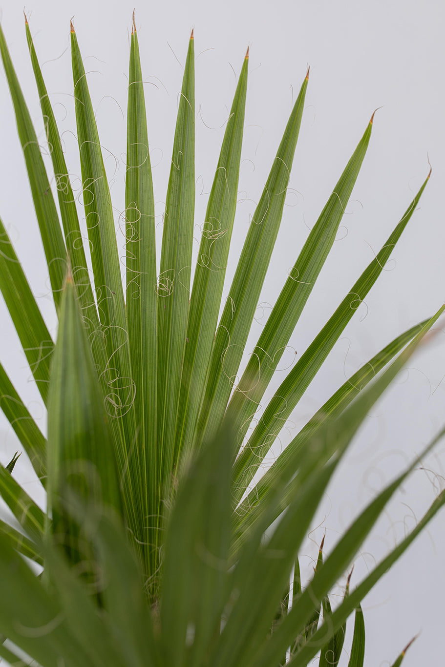 Mélange De 3 Palmiers D’Extérieur – Plante D’Extérieur