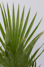 Mélange De 3 Palmiers D’Extérieur – Plante D’Extérieur