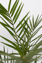 Mélange De 3 Palmiers D’Extérieur – Plante D’Extérieur