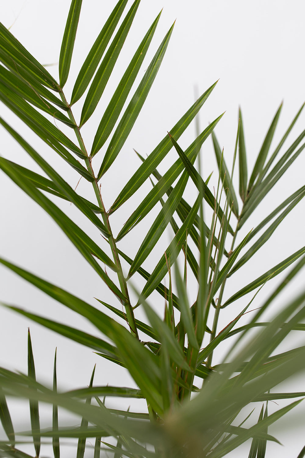 Mélange De 3 Palmiers D’Extérieur – Plante D’Extérieur
