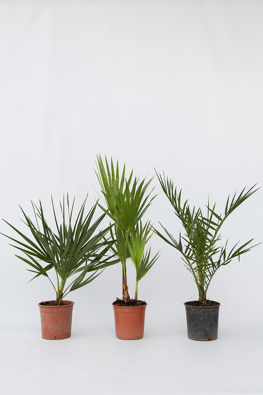 Mélange De 3 Palmiers D’Extérieur – Plante D’Extérieur