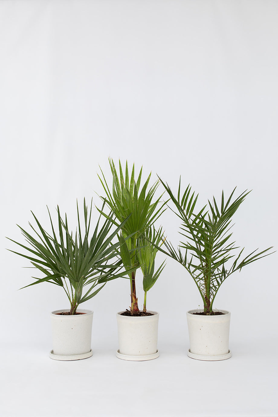 Mélange De 3 Palmiers D’Extérieur – Plante D’Extérieur