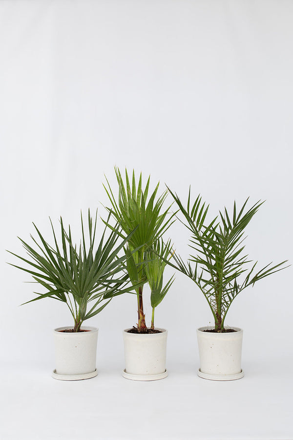 Mélange De 3 Palmiers D’Extérieur – Plante D’Extérieur