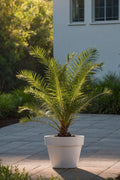 Palmier Dattier Des Canaries – Plante D’Extérieur