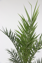 Palmier Dattier Des Canaries – Plante D’Extérieur
