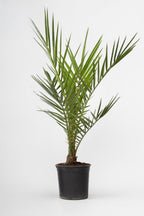 Palmier Dattier Des Canaries – Plante D’Extérieur