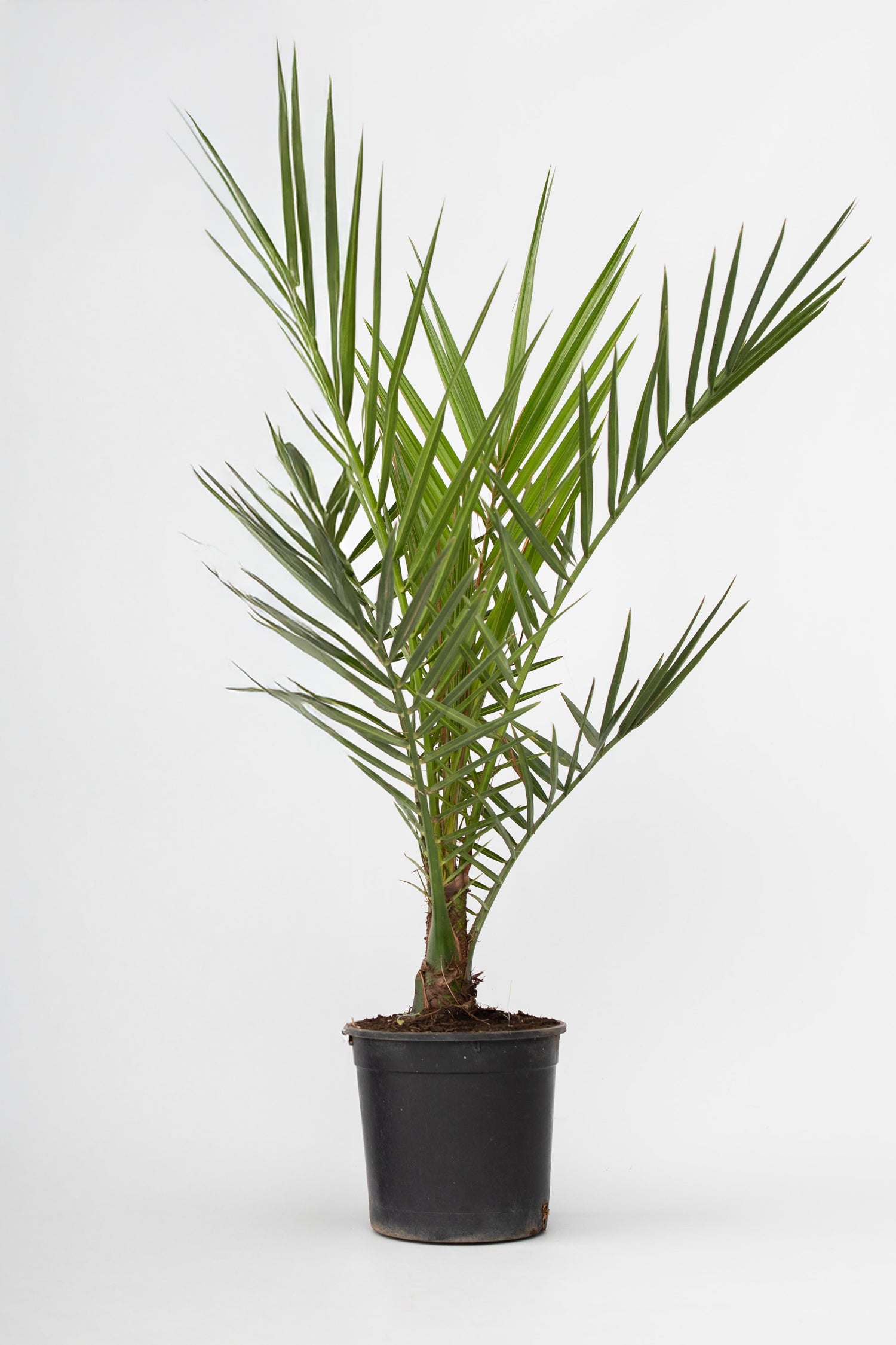 Palmier Dattier Des Canaries – Plante D’Extérieur