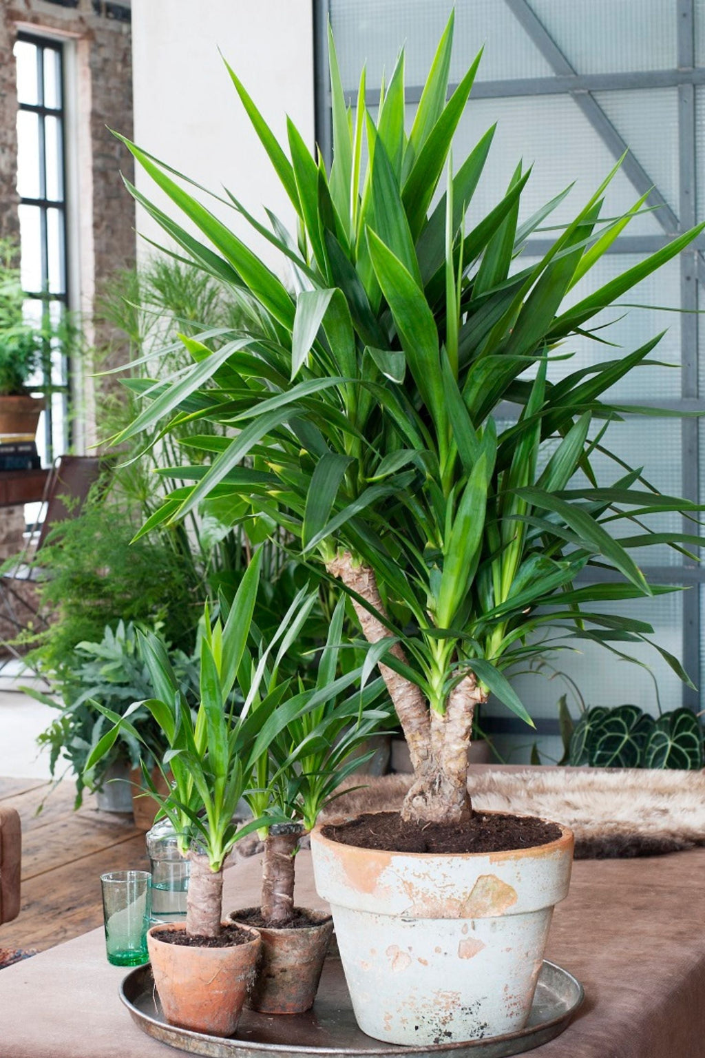 Yucca Elephantipes – Plante D’Intérieur