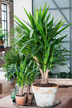 Yucca Elephantipes – Plante D’Intérieur