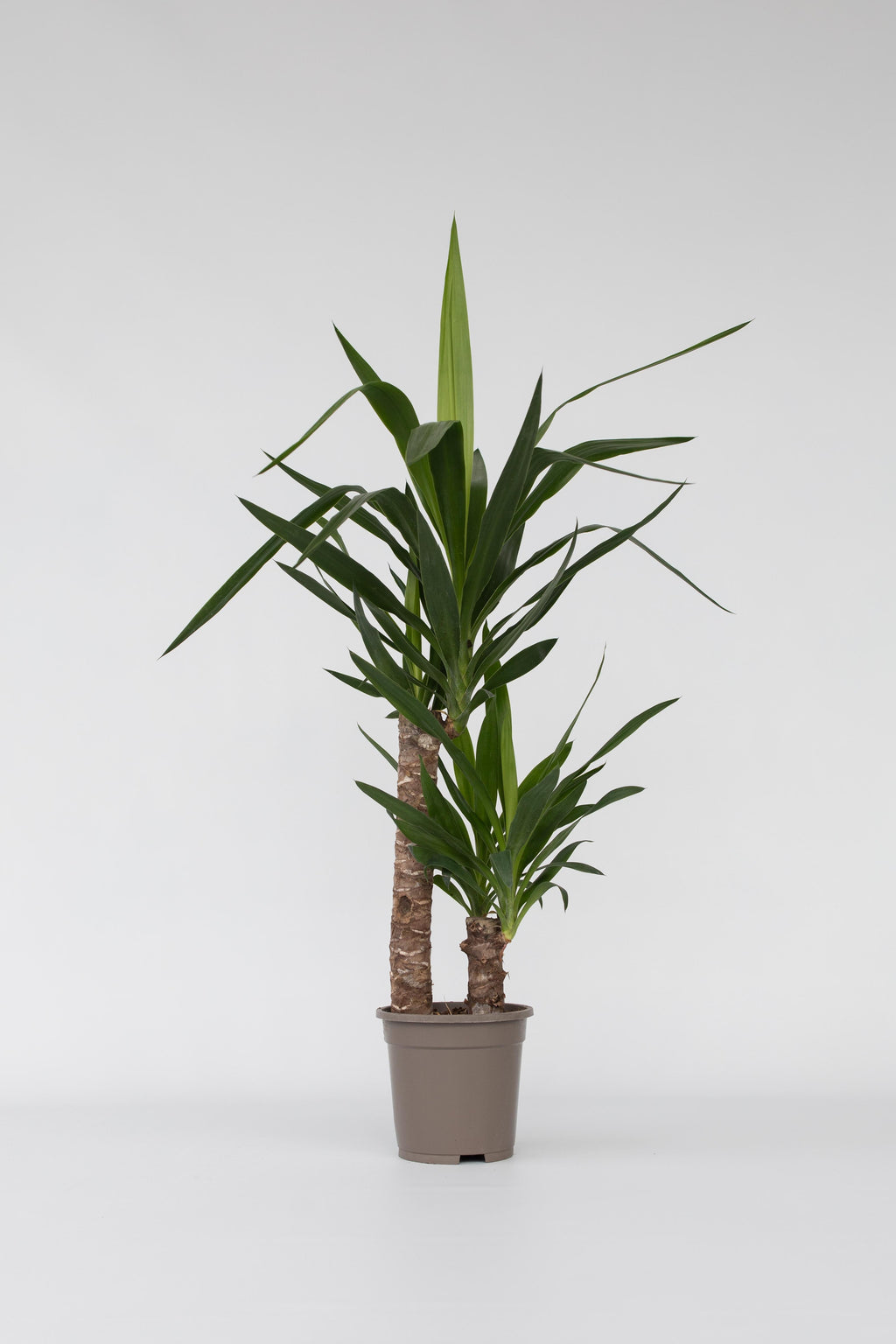Yucca Elephantipes – Plante D’Intérieur