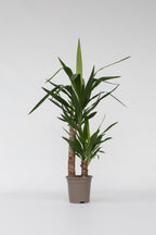 Yucca Elephantipes – Plante D’Intérieur